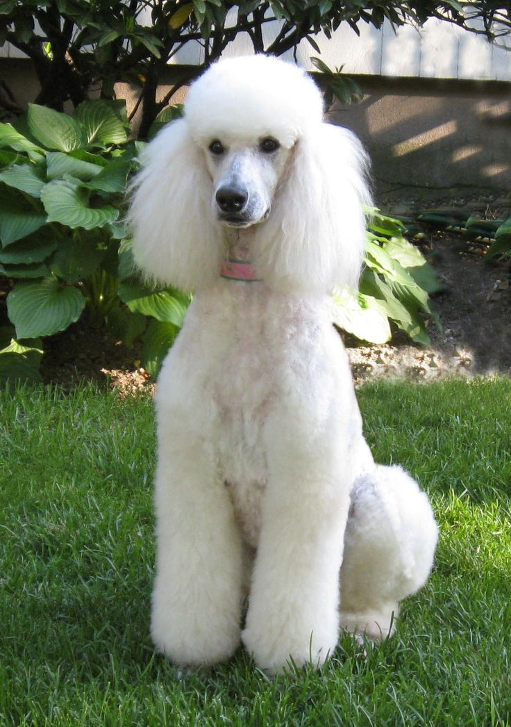 White Poodle Dog Sitting In Lawn