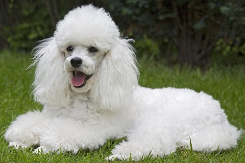White Poodle Dog Sitting On Grass
