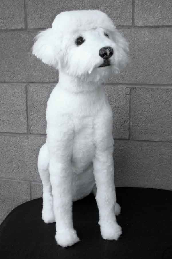 White Poodle Dog Sitting On Table
