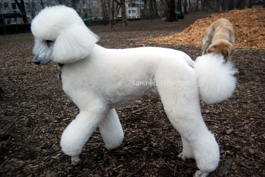 White Poodle Dog