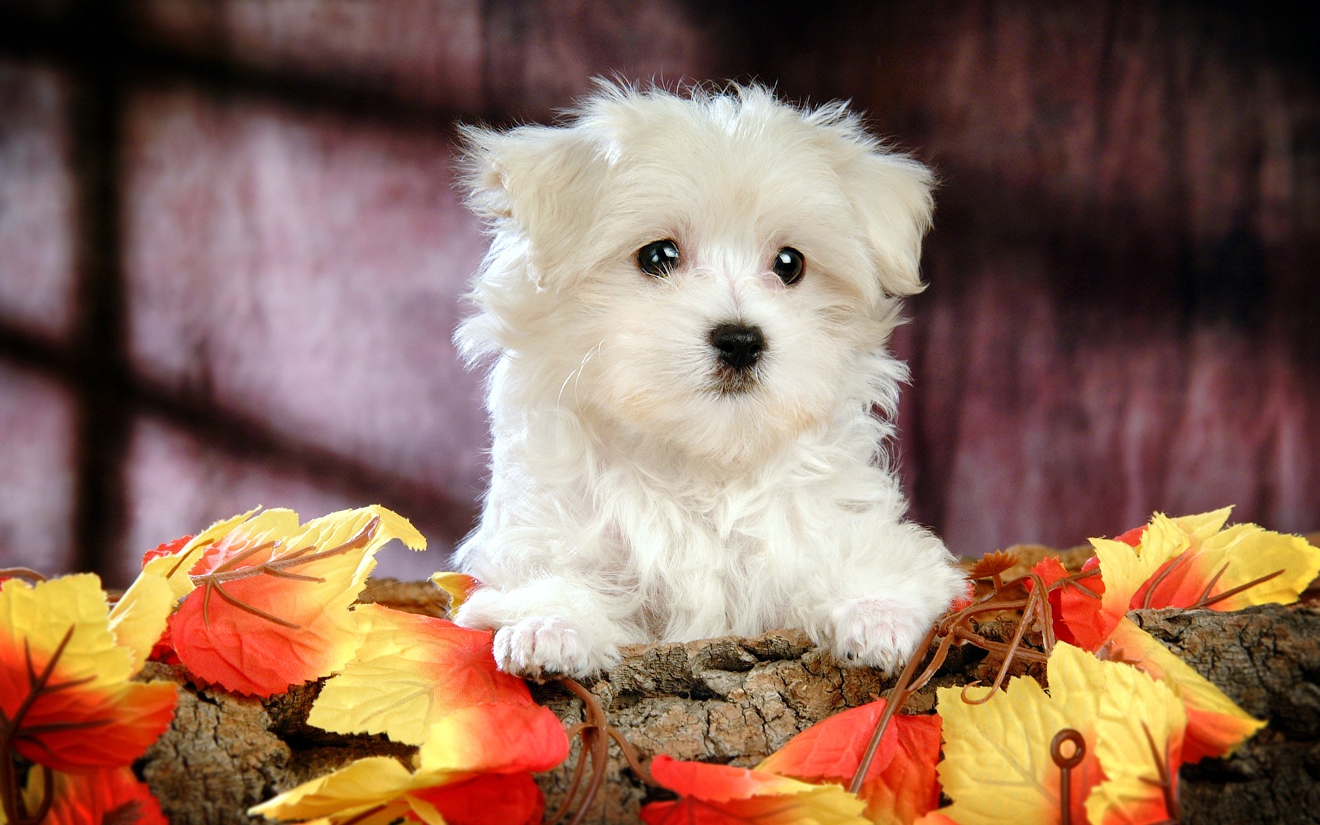 White Poodle Puppy