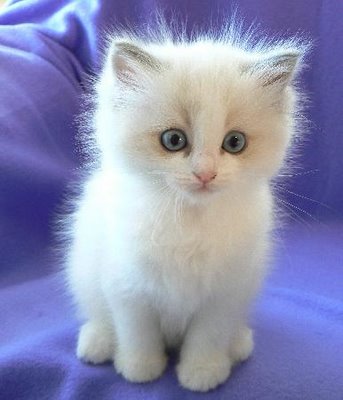 White Ragdol Kitten