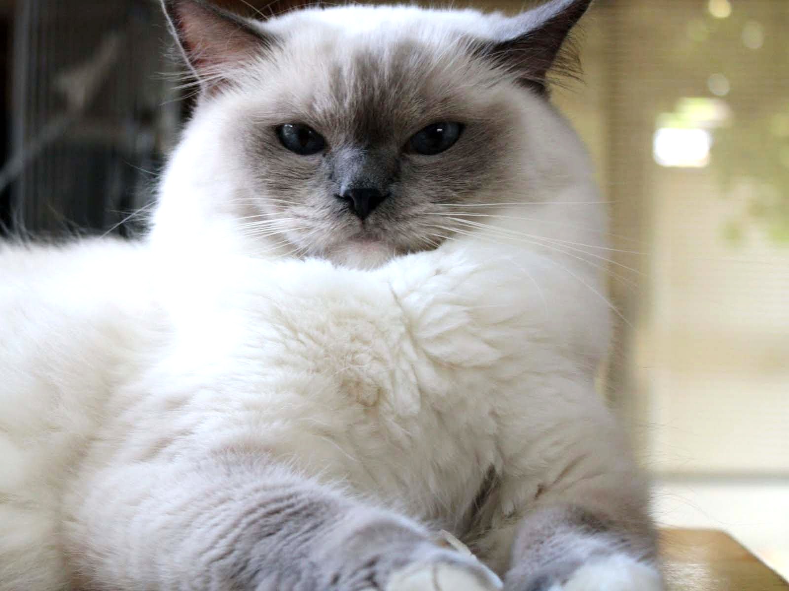 White Ragdoll Cat Image