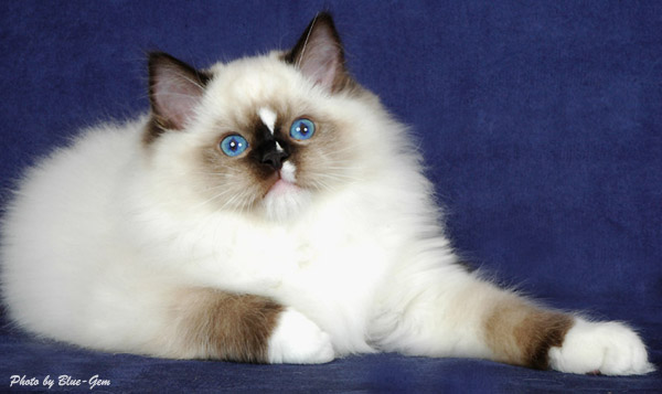White Ragdoll Cat With Blue Eyes