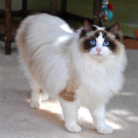 White Ragdoll Cat With Brown Face