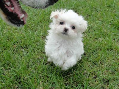 White Shih Tzu Puppy Sitting On Grass