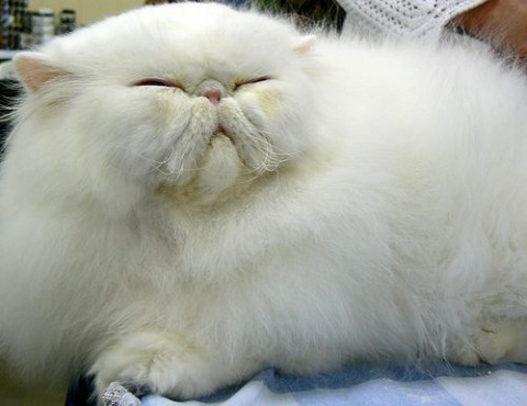 White Sleeping Persian Cat Picture