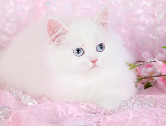 White Teacup Persian Kitten