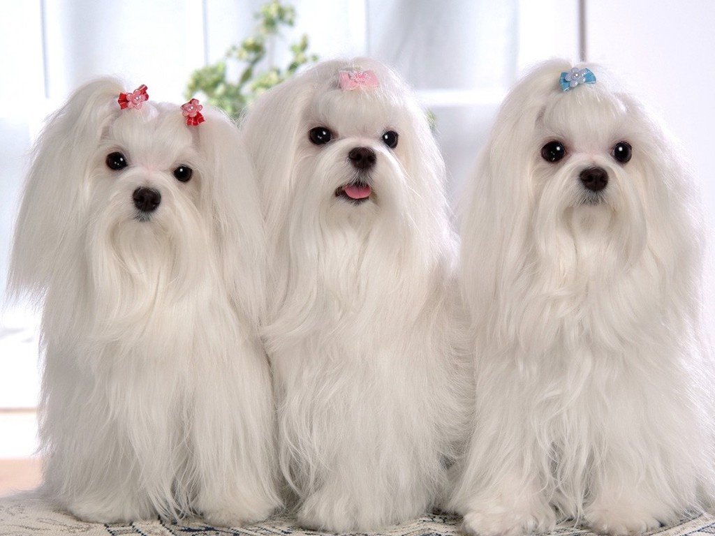 White Three Beautiful Shih Tzu Dogs