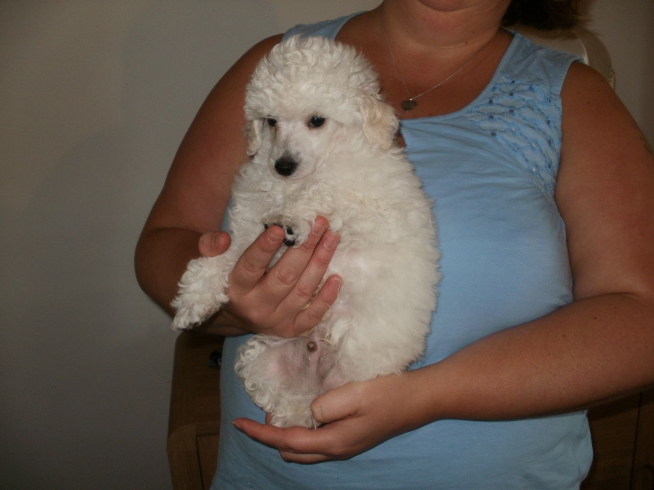 White Toy Poodle Dog Puppy