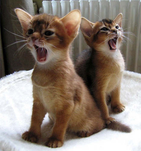 Yawning Abyssinian Kitten Picture