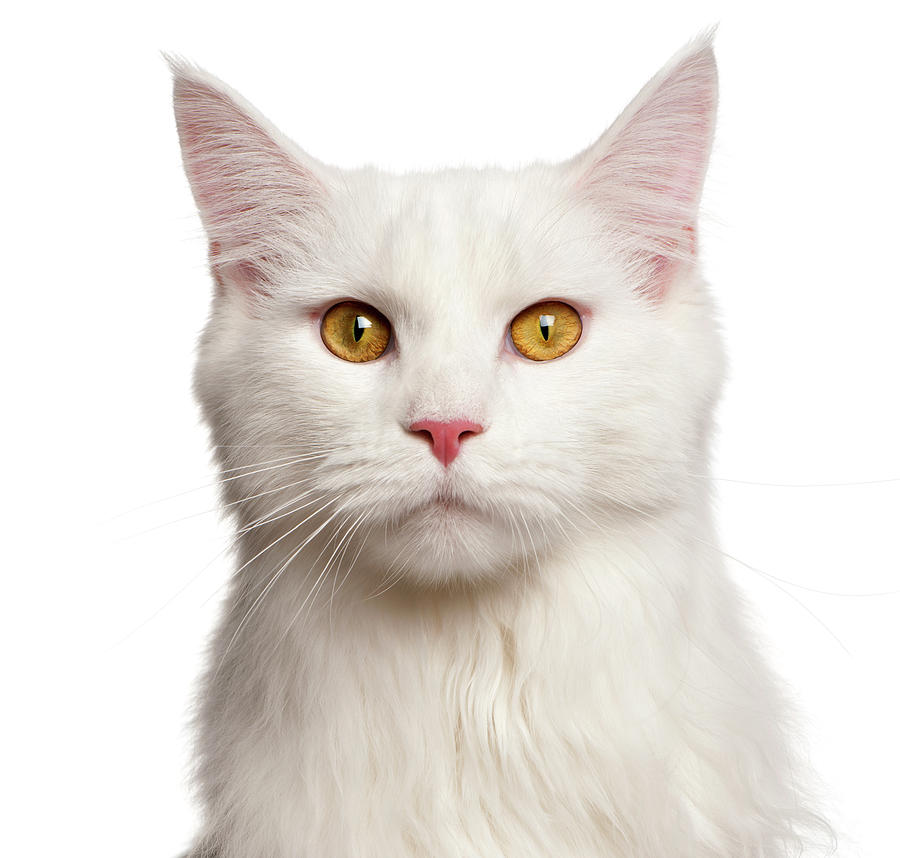Yellow Eyed White Maine Coon Cat Picture