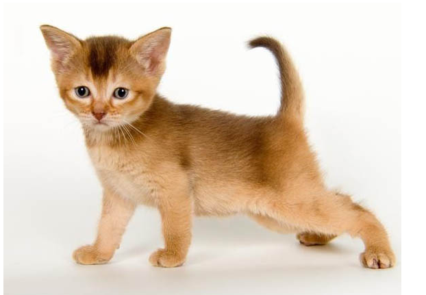 Young Abyssinian Kitten Picture