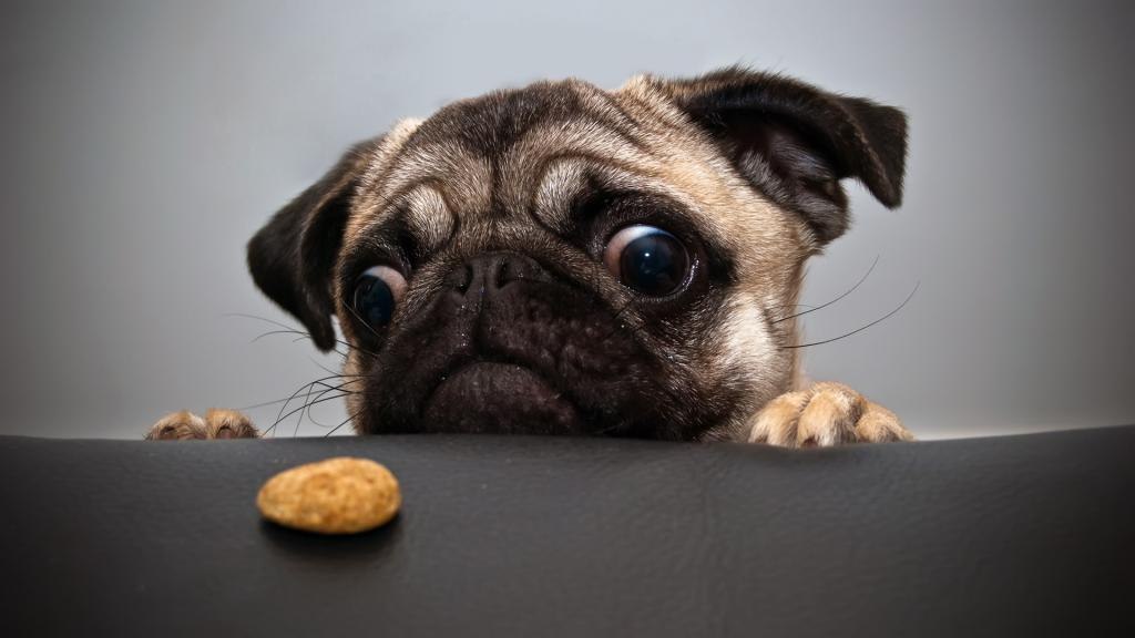 Dog Looking For Cookie Food Funny Picture