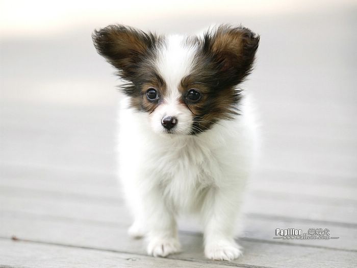2 Months Old Papillon Puppy