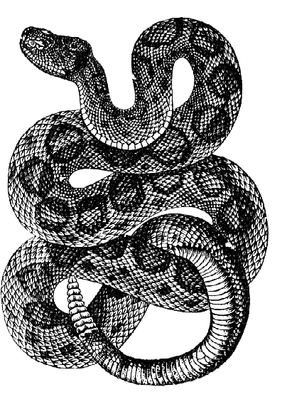 8 Rattlesnake Tattoo Designs, Samples And Ideas