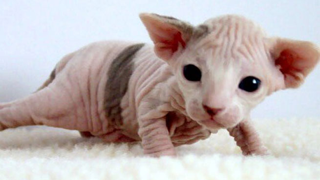 48 Very Cute Sphynx Kitten Pictures And Photos