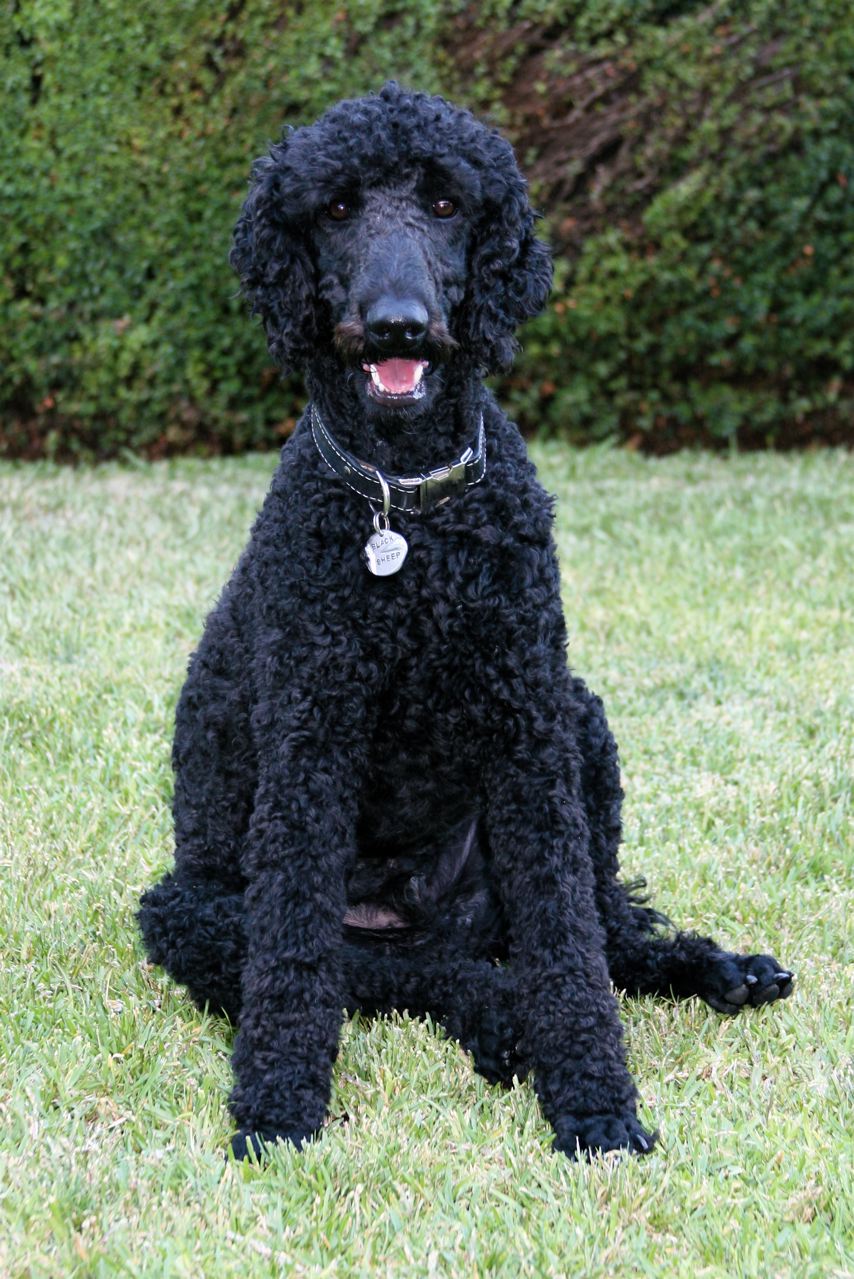 Beautiful Black Poodle Dog On The Grass