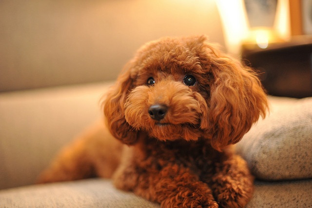 Beautiful Brown Poodle Dog