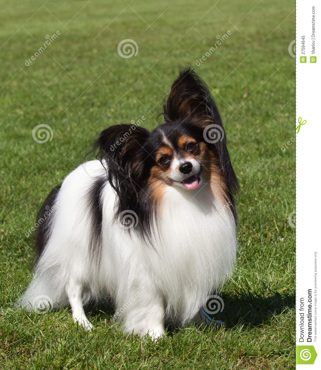 Beautiful Picture Of Papillon Dog