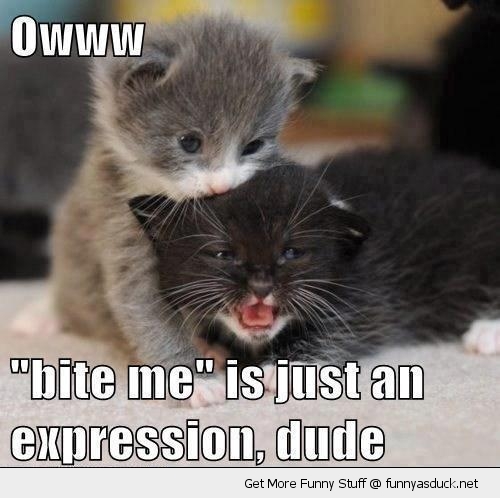 Bite Me Is Just An Expression Dude Funny Cute Cats Image