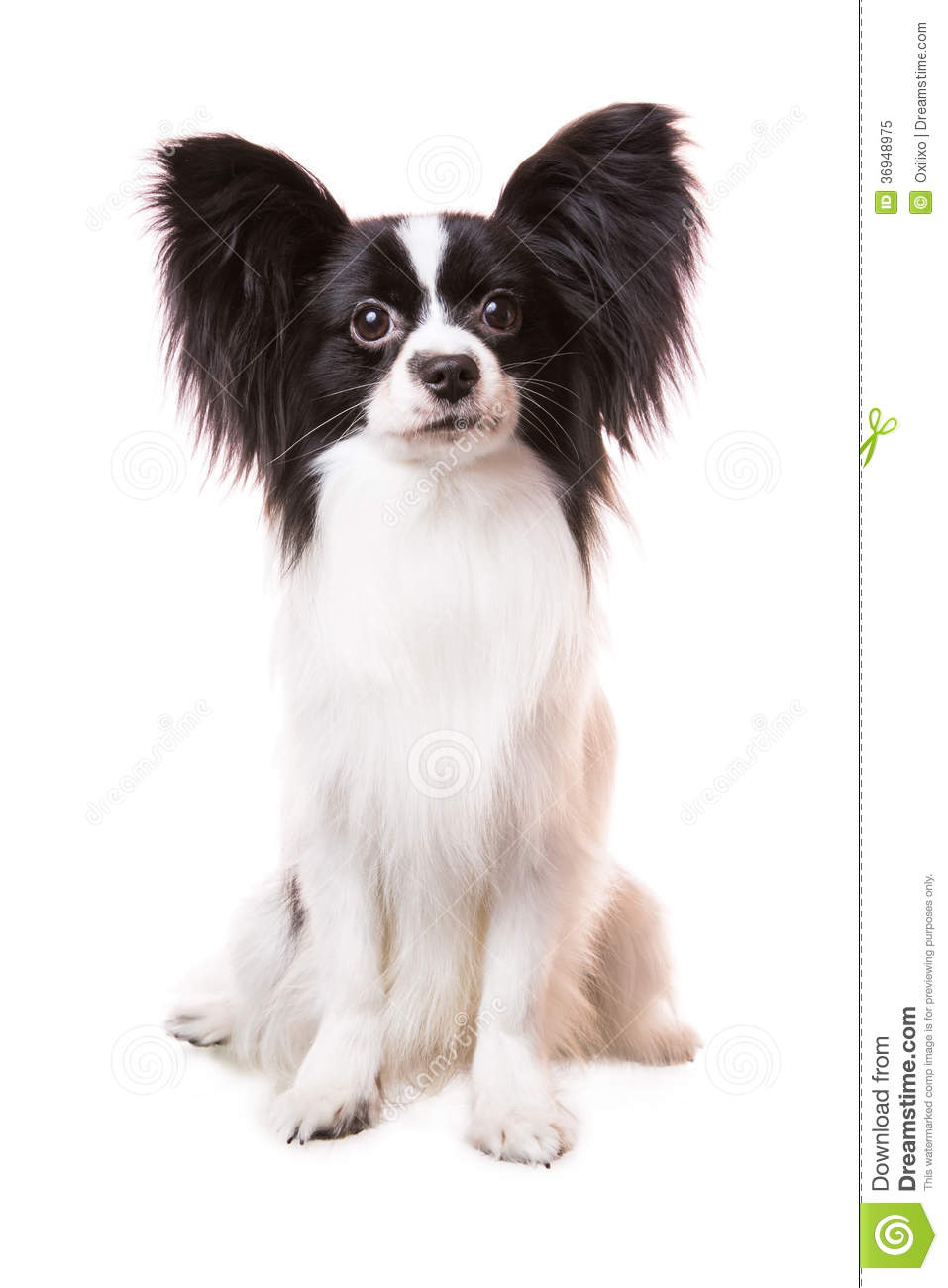Black And White Papillon Dog Looking At You