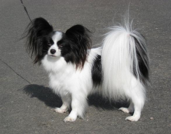 77+ Pomeranian Chihuahua Mix Black And White