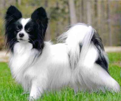 Black And White Papillon Dog Picture