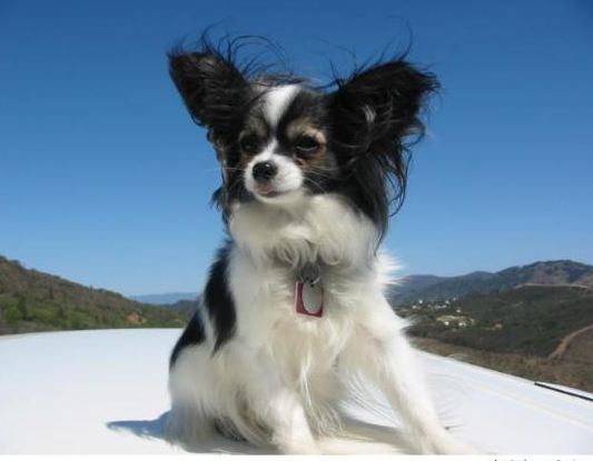 Black And White Papillon Puppy On Snow
