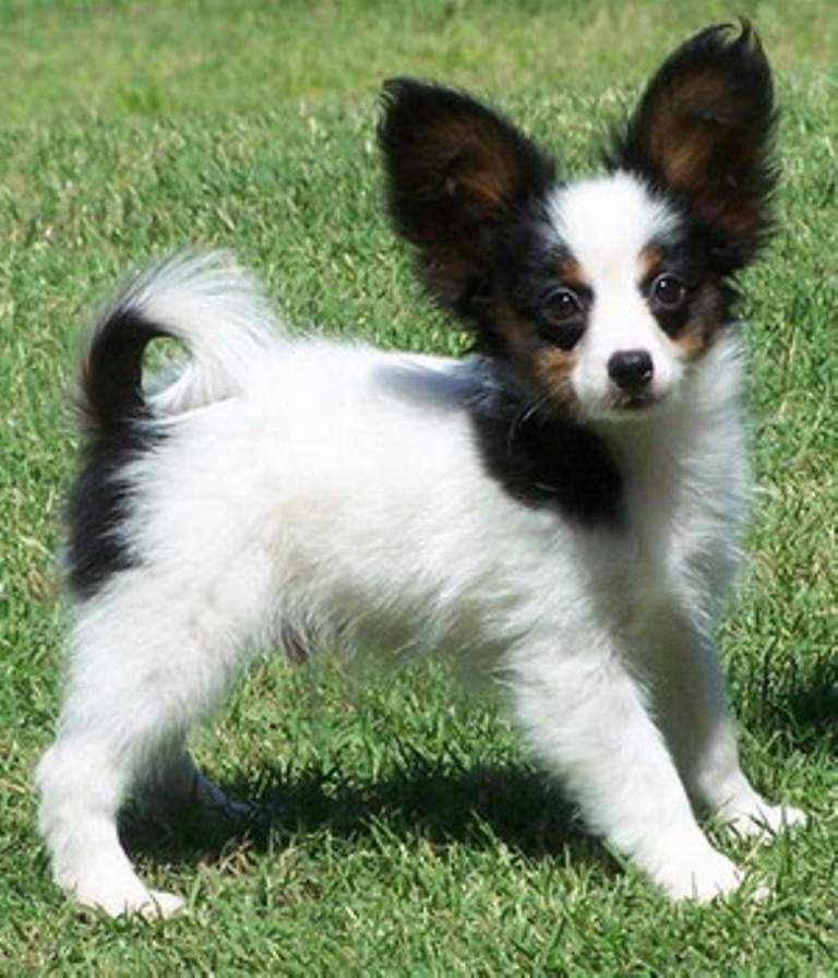 Black And White Papillon Puppy