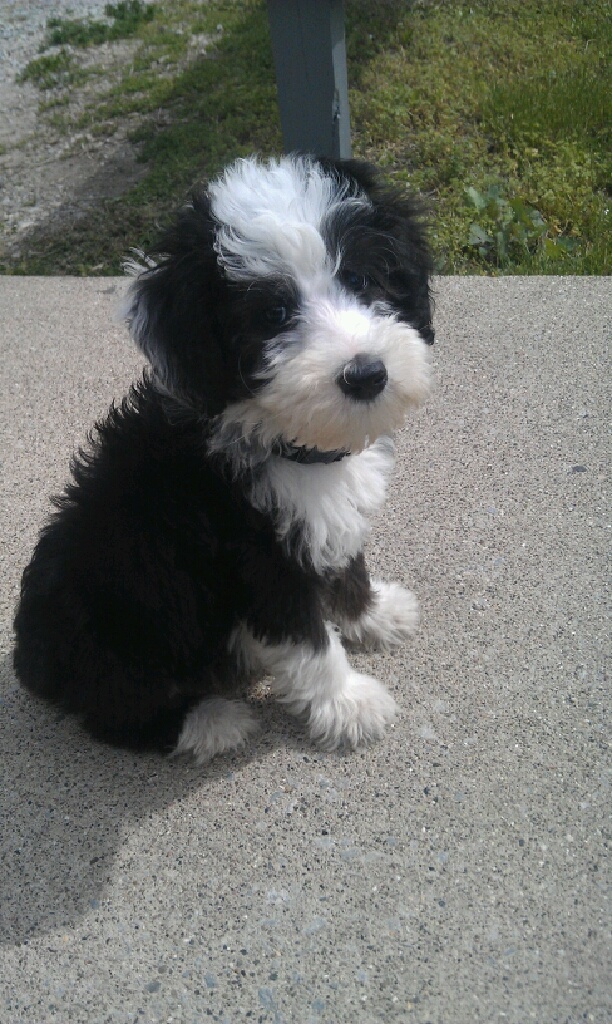 Black And White Poodle Puppy Sitting