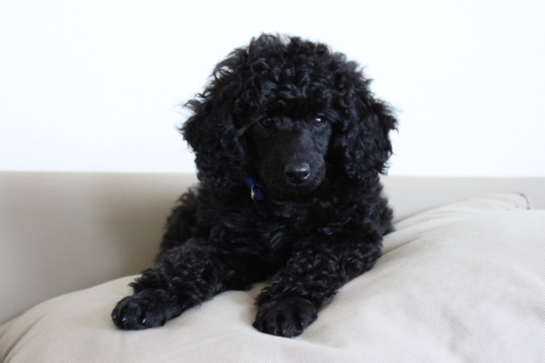 Black Cute Poodle Dog Sitting On Sofa