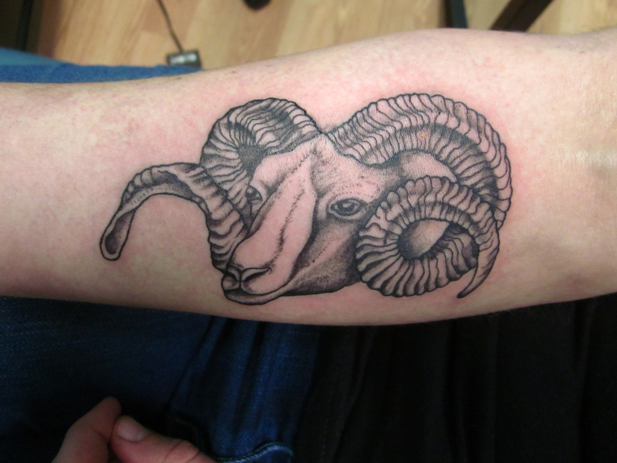 Black Ink Sheep Head Tattoo On Forearm