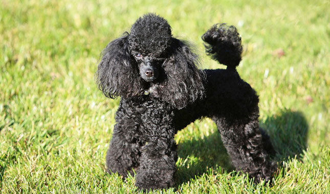 Black Poodle Dog Breed Picture