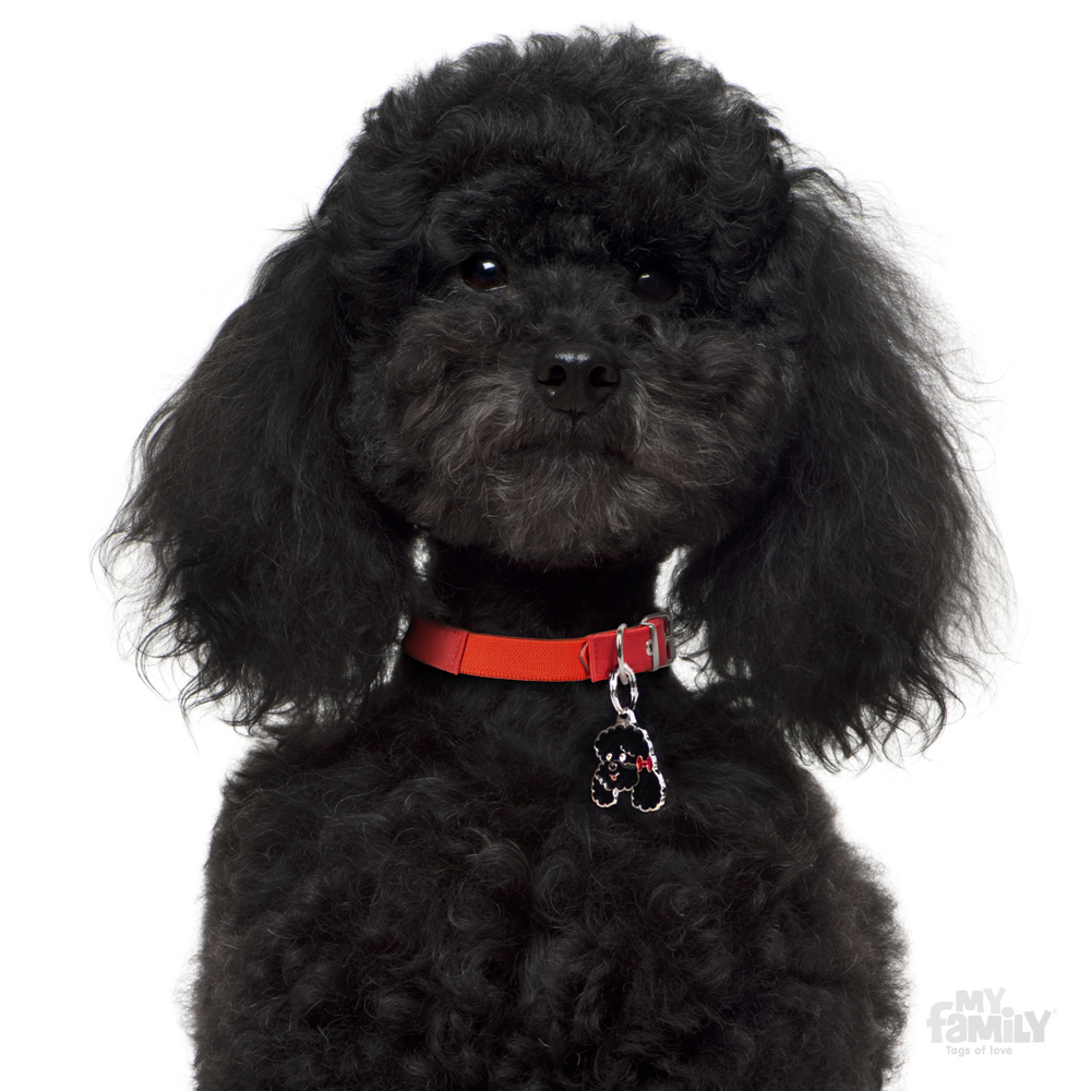 Black Poodle Dog Closeup Face
