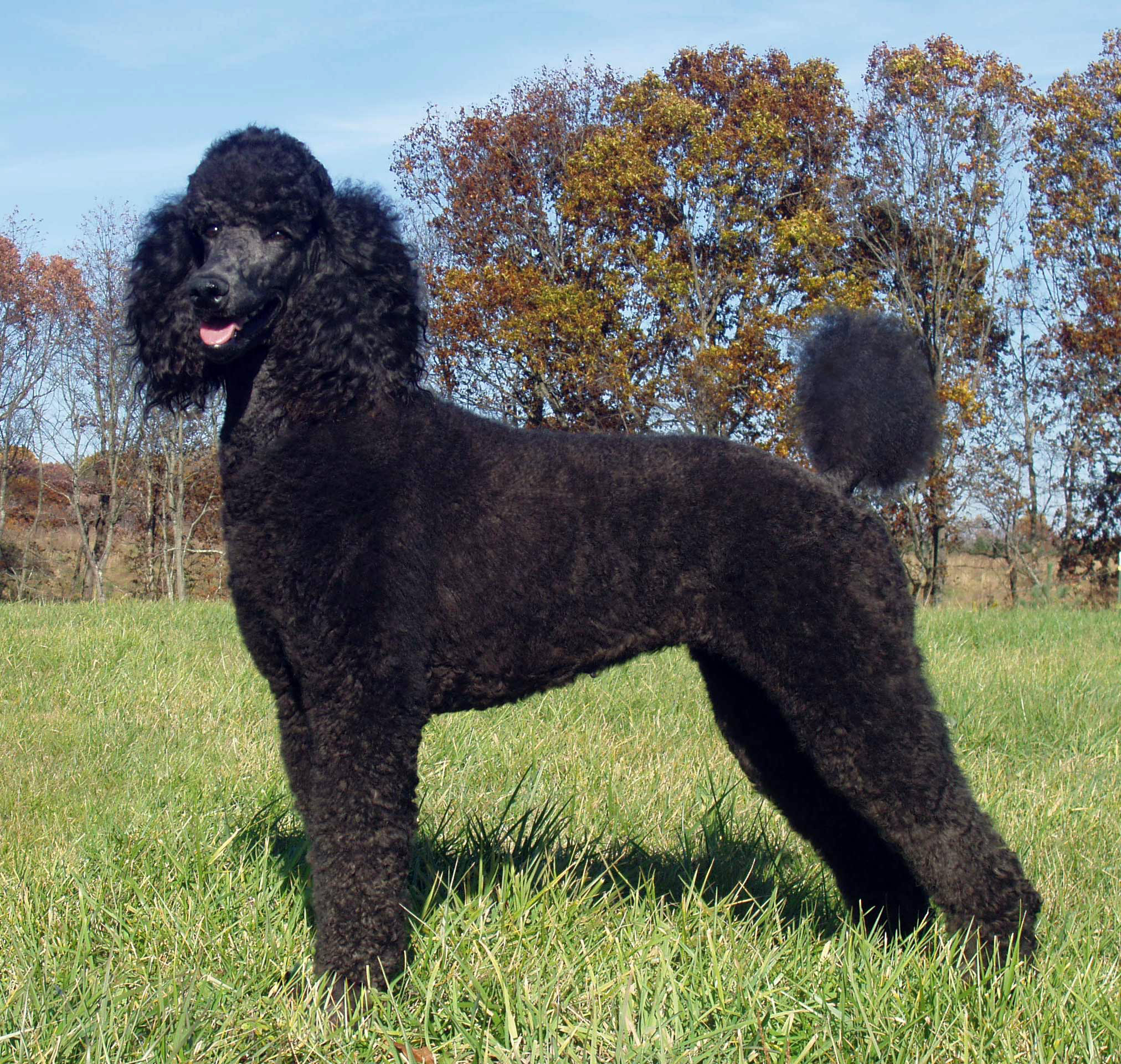 Black Poodle Dog In Lawn Picture