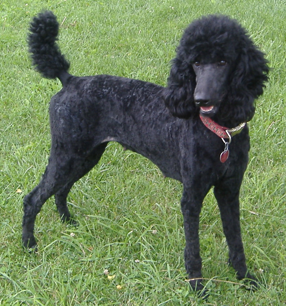 Black Poodle Dog In Lawn