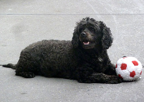 Black Poodle Dog Playing With Ball