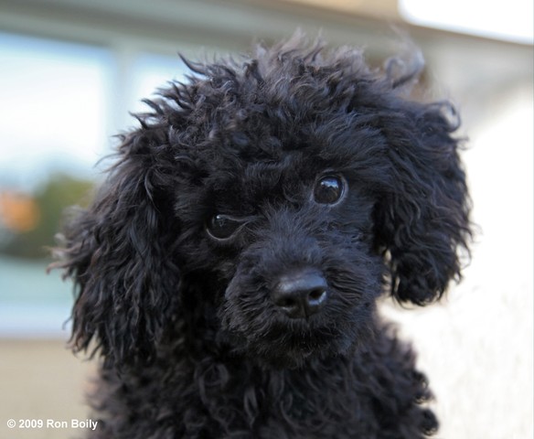 Black Poodle Dog Puppy Closeup