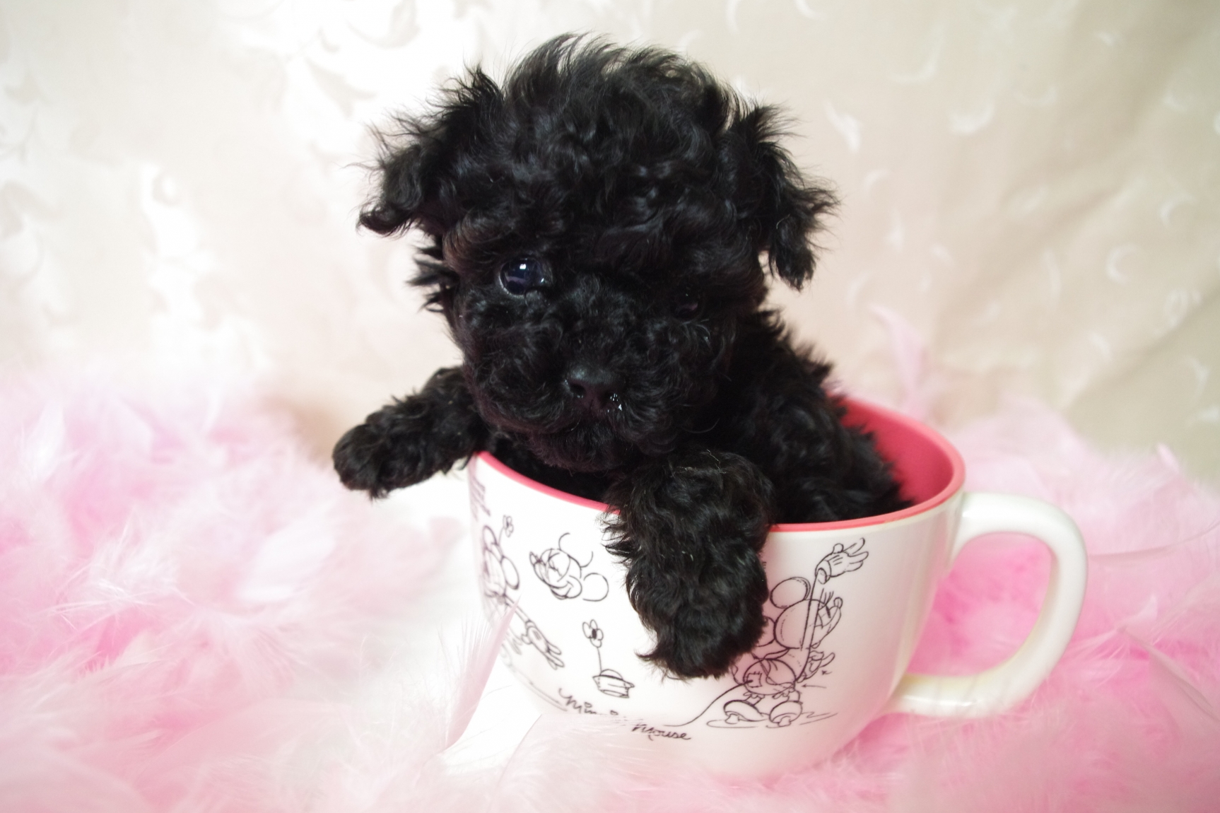 Black Poodle Dog Puppy In Tea Cup