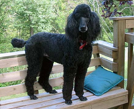 Black Poodle Dog Standing On Table