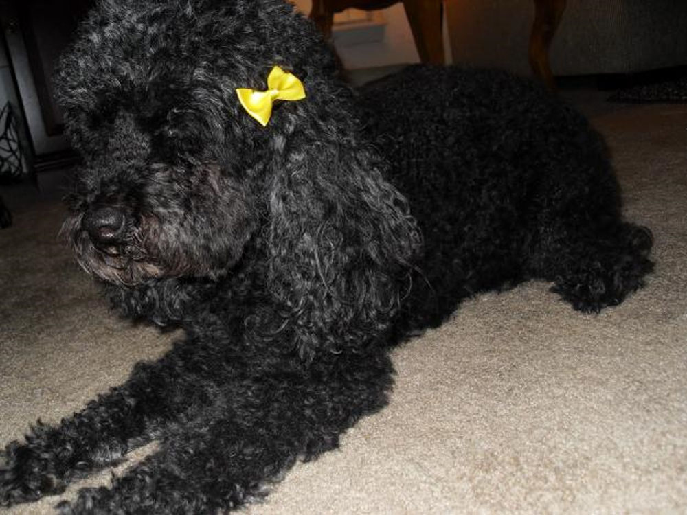 Black Poodle Dog With Yellow Bow Picture