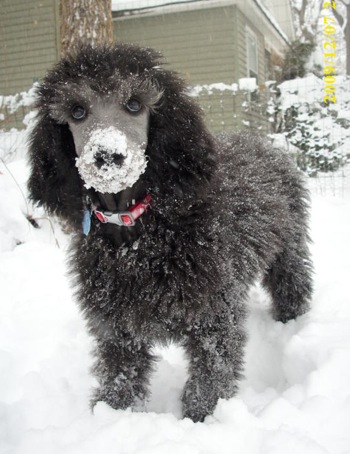 Black Poodle Puppy Playing In Snow