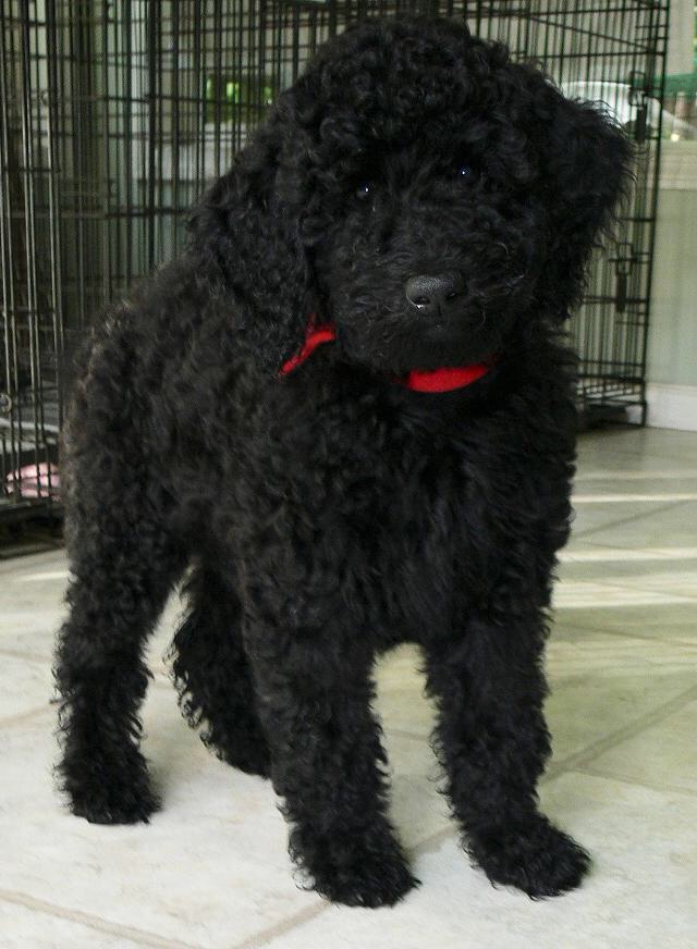 Black Poodle Puppy Posing For Photo