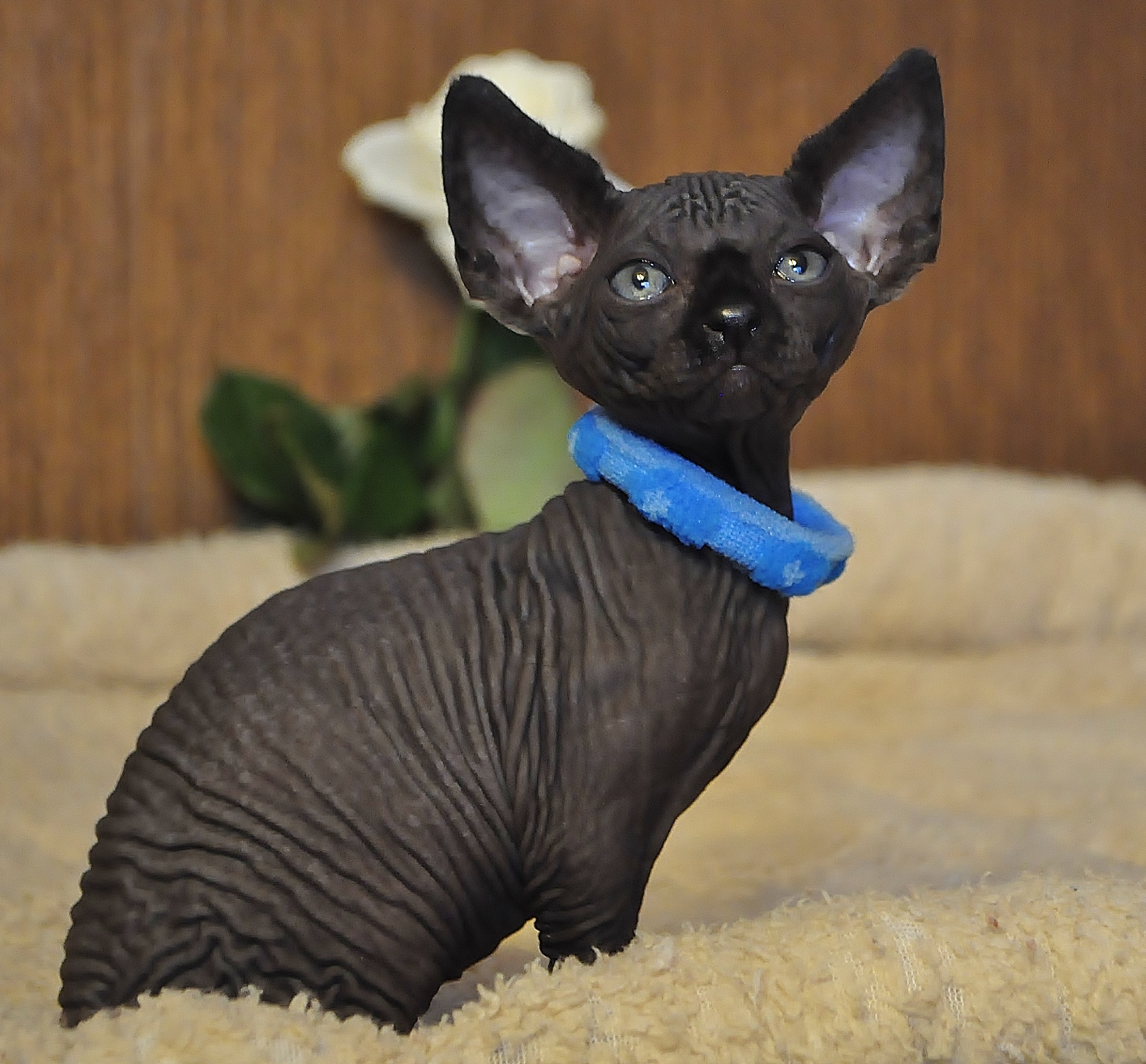 Black Sphynx Kittens For Sale petfinder