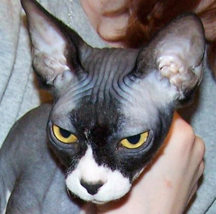 Black Sphynx Kitten Face