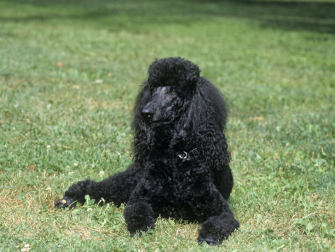 Black Standard Poodle Dog Sitting On Grass