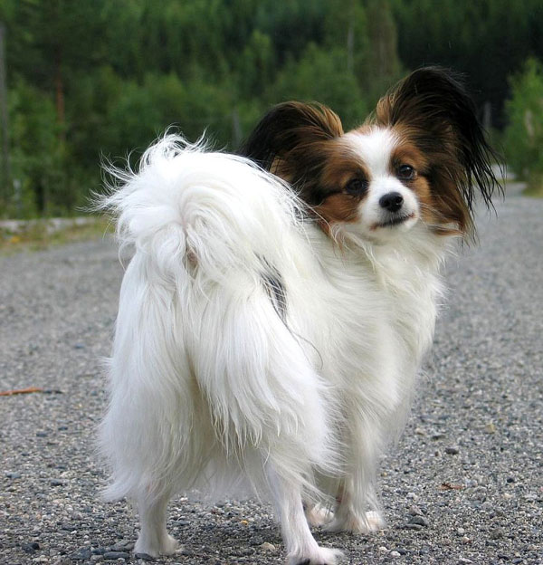 Brown And White Papillon Dog Standing On Road