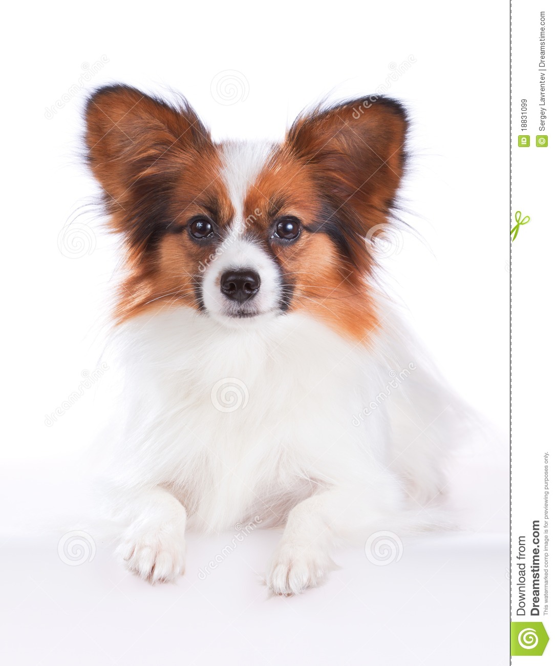 Brown And White Papillon Puppy Picture