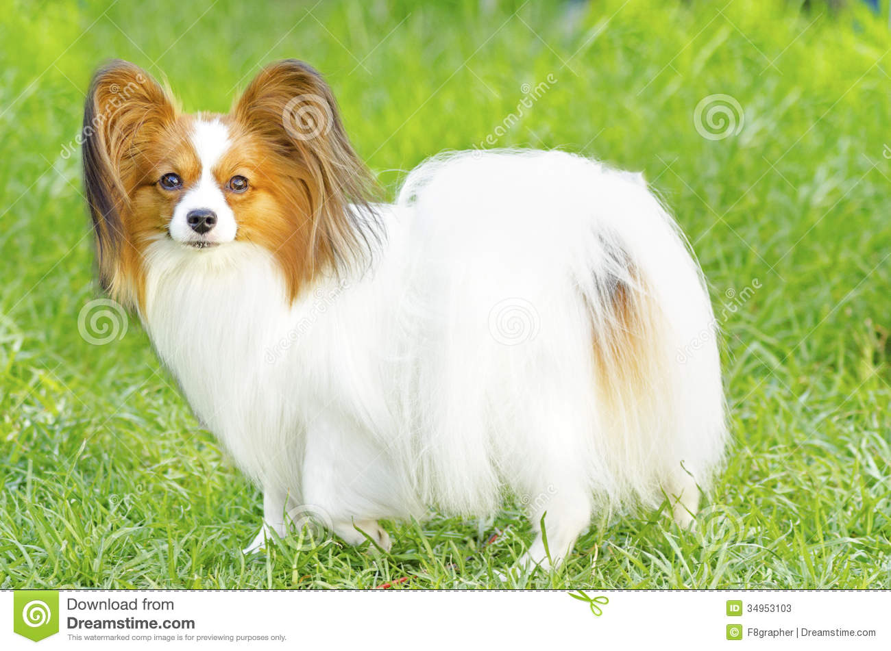 Brown And White Papillon Standing In Lawn
